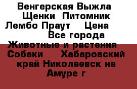 Венгерская Выжла. Щенки. Питомник Лембо Праут. › Цена ­ 35 000 - Все города Животные и растения » Собаки   . Хабаровский край,Николаевск-на-Амуре г.